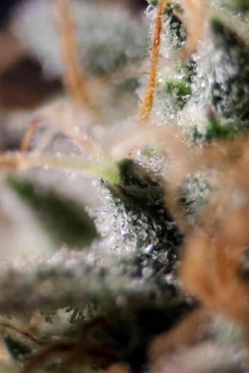 Super Lemon Cherry. Week 14 - Super Lemon Cherry, Blütetag 66, nach der Ernte