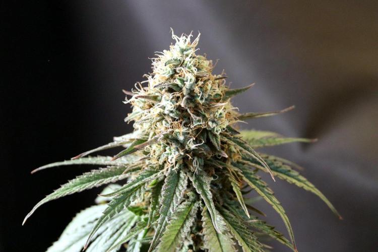 Super Lemon Cherry. Week 14 - Super Lemon Cherry, Blütetag 66, nach der Ernte
