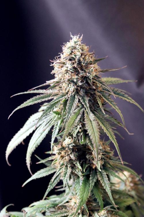 Super Lemon Cherry. Week 14 - Super Lemon Cherry, Blütetag 66, nach der Ernte