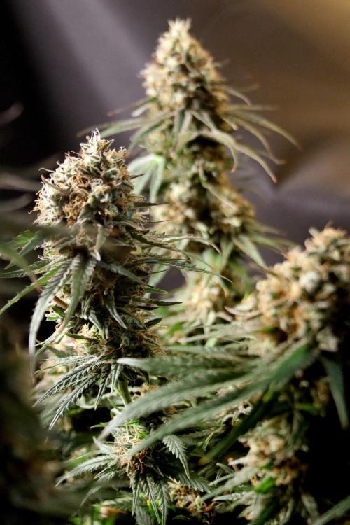 Super Lemon Cherry. Week 14 - Super Lemon Cherry, Blütetag 66, nach der Ernte