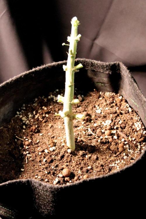 Super Lemon Cherry. Week 14 - Super Lemon Cherry, Blütetag 66, nach der Ernte