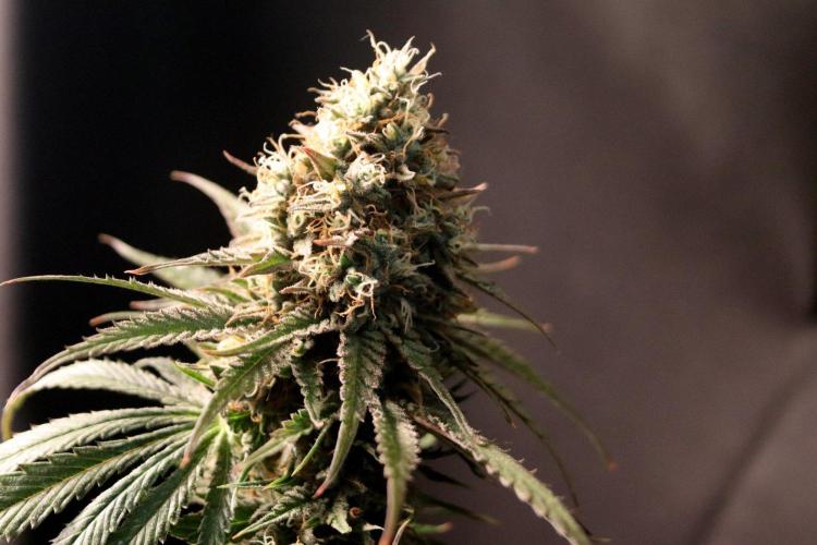 Super Lemon Cherry. Week 14 - Super Lemon Cherry, Blütetag 66, nach der Ernte