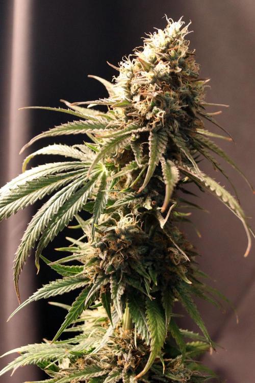 Super Lemon Cherry. Week 14 - Super Lemon Cherry, Blütetag 66, nach der Ernte