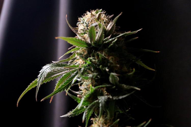 Super Lemon Cherry. Week 14 - Super Lemon Cherry, Blütetag 66, nach der Ernte