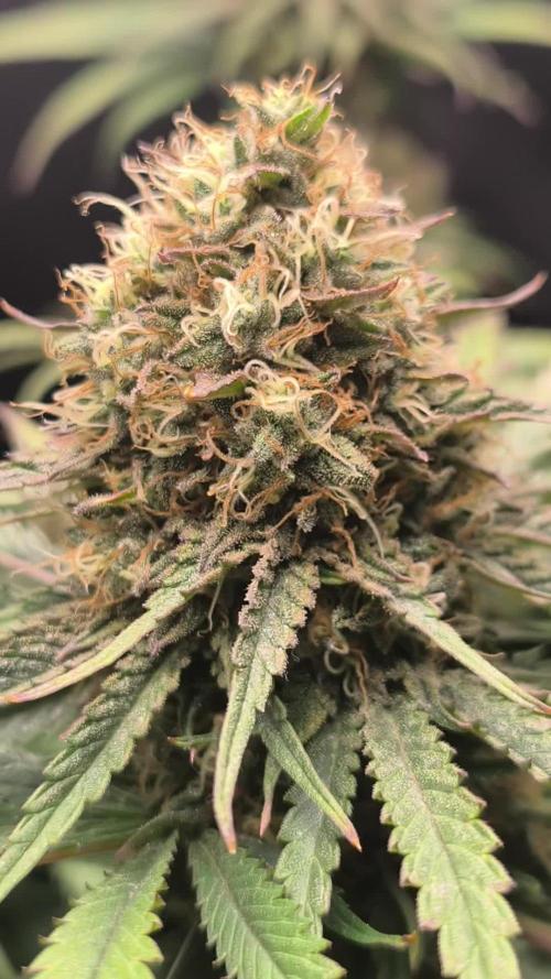 Super Lemon Cherry