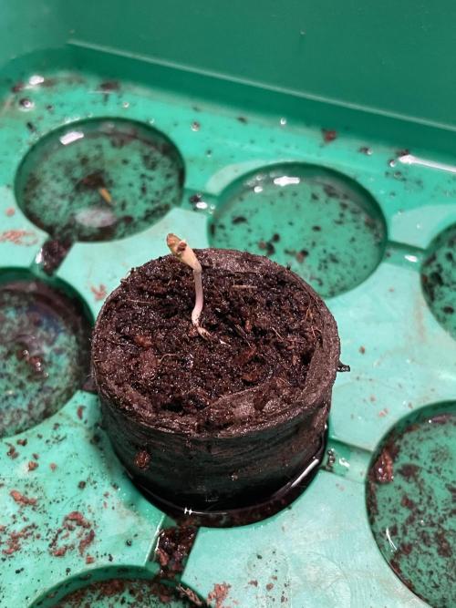 Blueberry Auto. Week 0