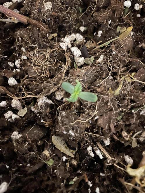 Lemon Haze. Week 0