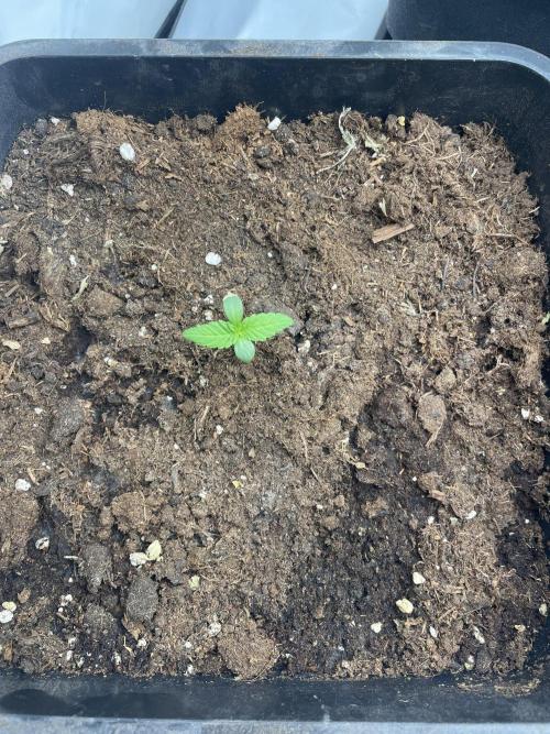 Dark Lemonade Auto. Week 1