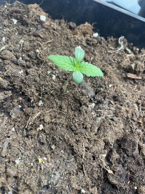 Dark Lemonade Auto. Week 1