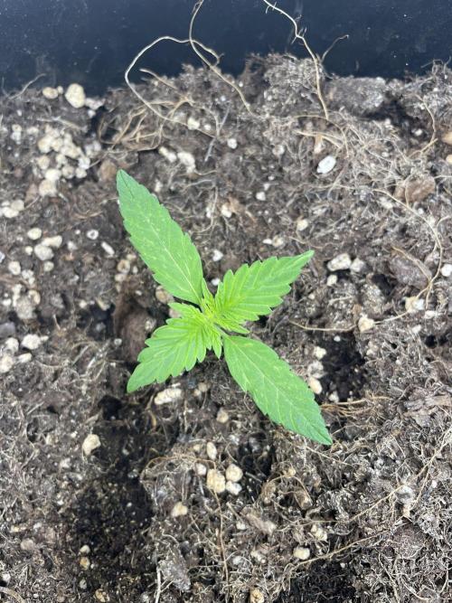 Blueberry Auto. Week 1
