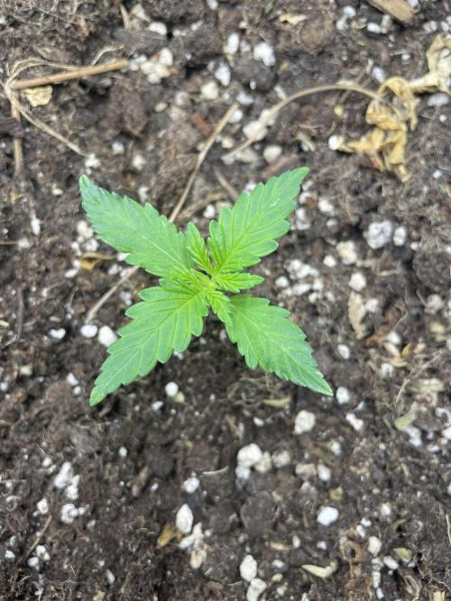 Lemon Haze. Week 1