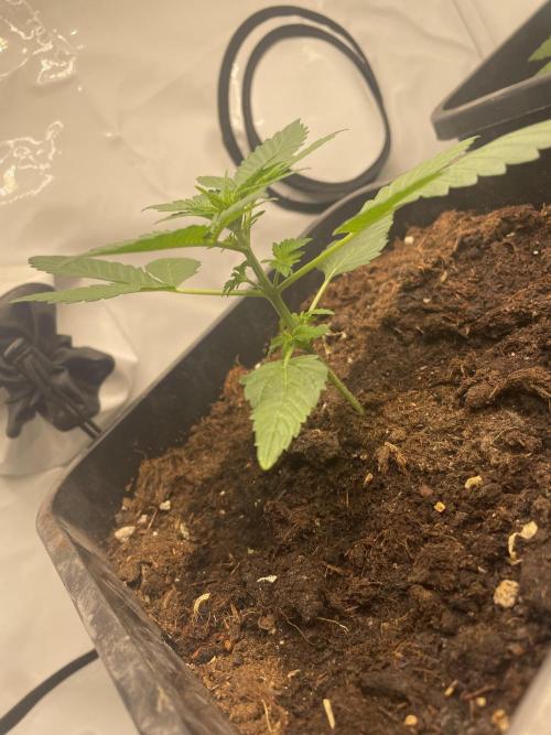 Dark Lemonade Auto. Week 2