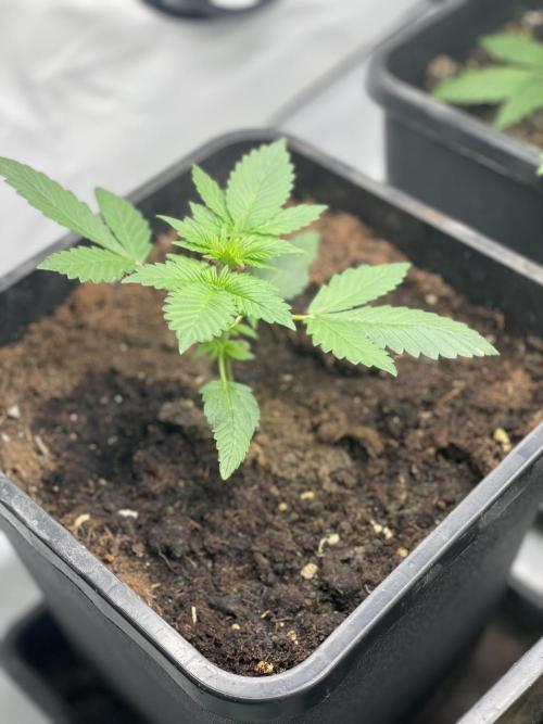 Dark Lemonade Auto. Week 2