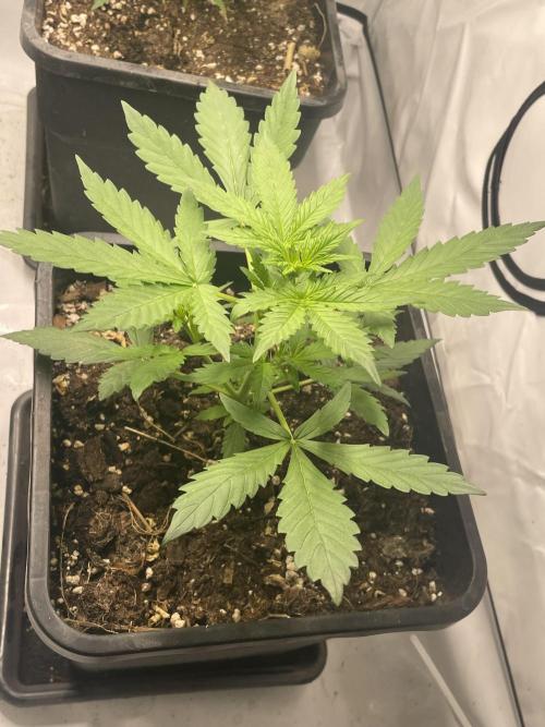 Lemon Haze. Week 2