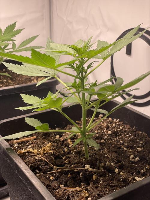 Lemon Haze. Week 2
