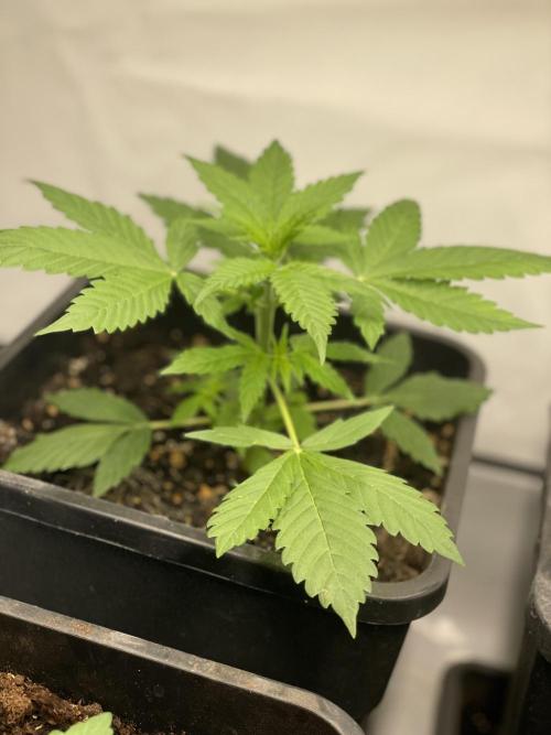 Blueberry ?. Week 2
