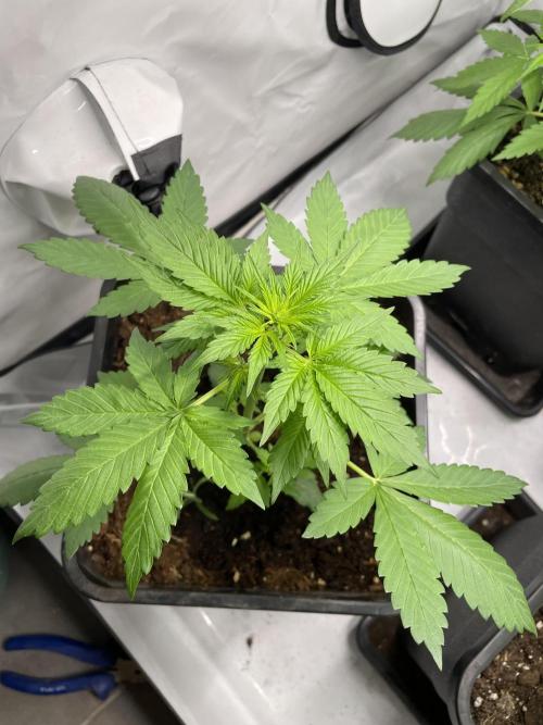 Dark Lemonade Auto. Week 3