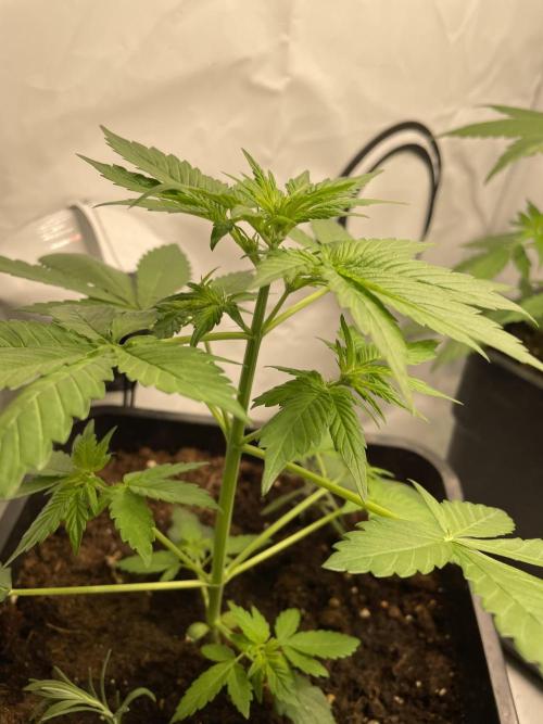Dark Lemonade Auto. Week 3