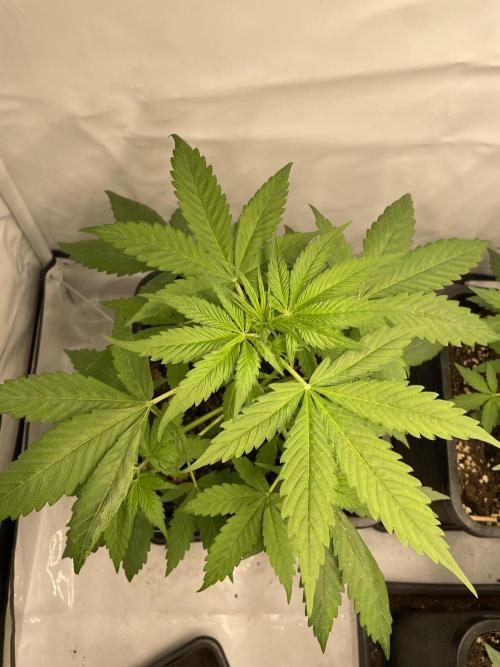 Blueberry ?. Week 3