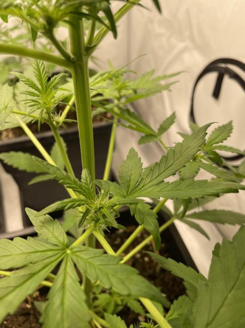 Lemon Haze. Week 3