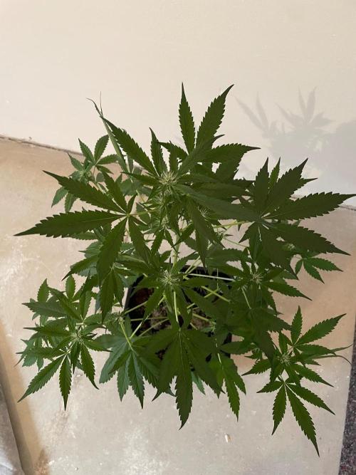 Dark Lemonade Auto. Week 4