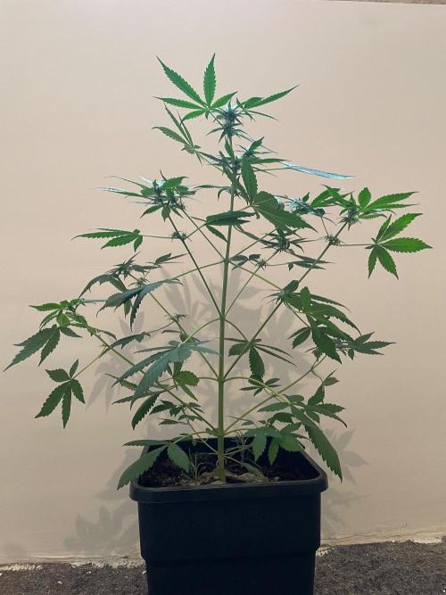 Dark Lemonade Auto. Week 4