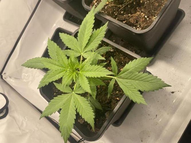 Blueberry ?. Week 2