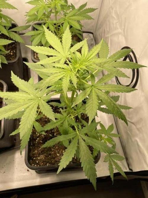 Lemon Haze. Week 3