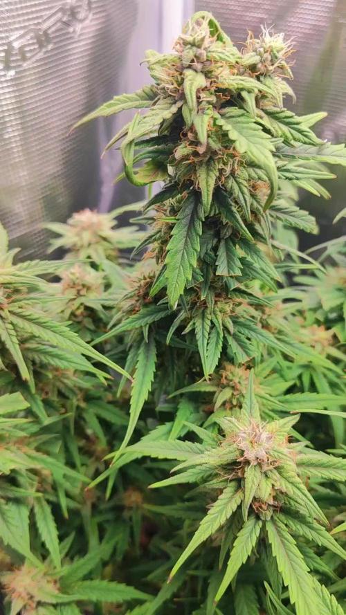 Green Gelato Automatic RQS