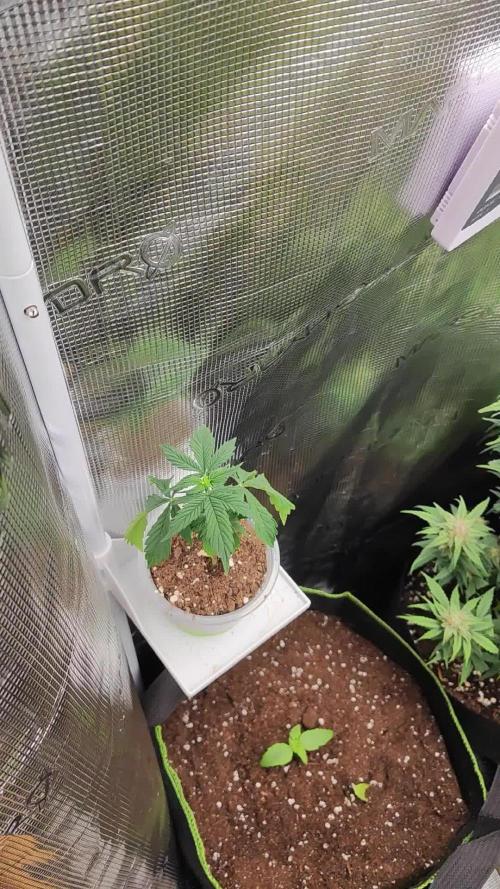 Green Gelato Automatic RQS