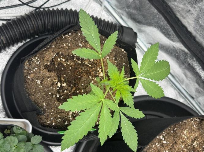 3 different strains. Week 4 - Night Terror