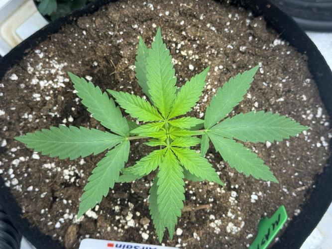 3 different strains. Week 4 - Marshmallow OG