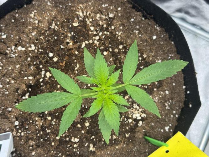 3 different strains. Week 4 - Night Terror