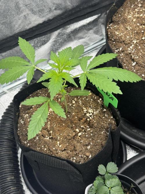 3 different strains. Week 4 - Apple Crumble