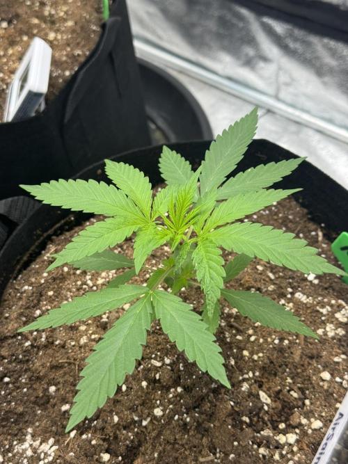 3 different strains. Week 4 - Apple Crumble