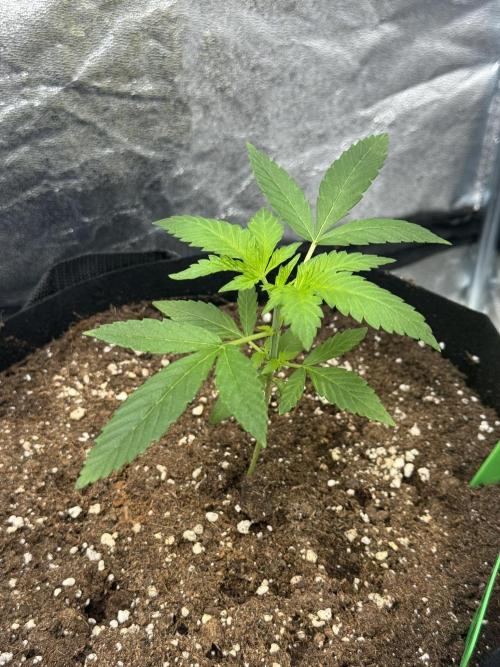 3 different strains. Week 4 - Marshmallow OG