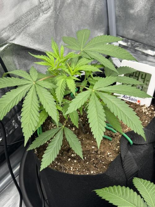 3 different strains. Week 5 - Marshmallow OG