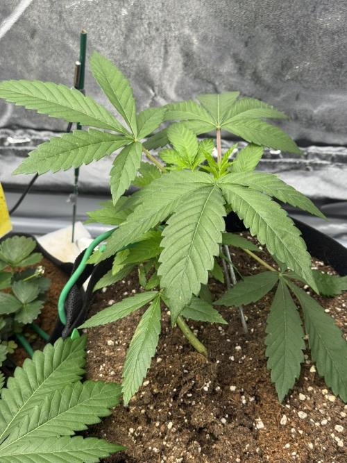 3 different strains. Week 5 - Night Terror OG