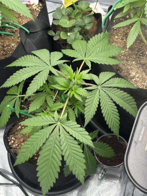 3 different strains. Week 5 - Apple Crumble