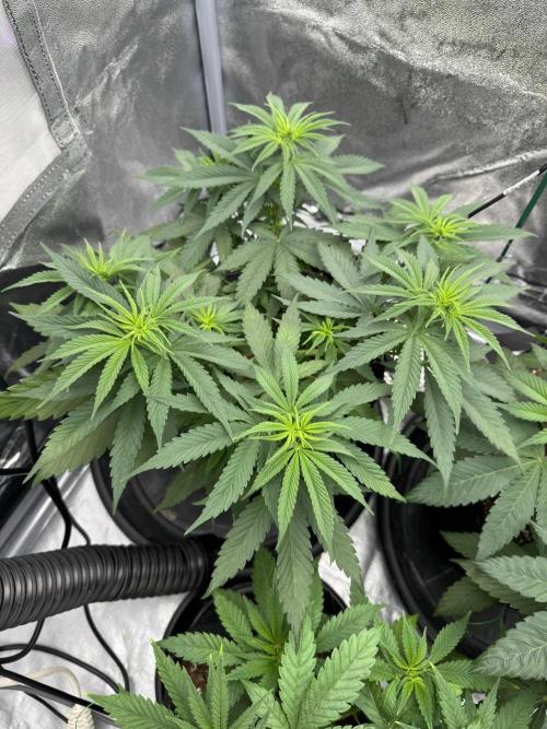 3 different strains. Week 6 - Marshmallow OG