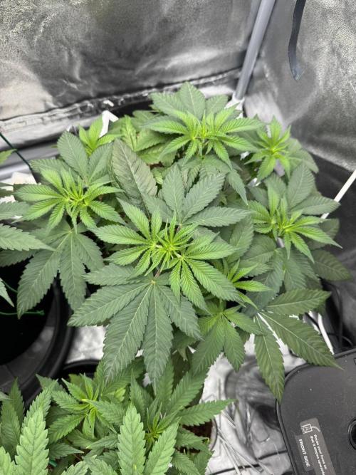 3 different strains. Week 6 - Night Terror OG