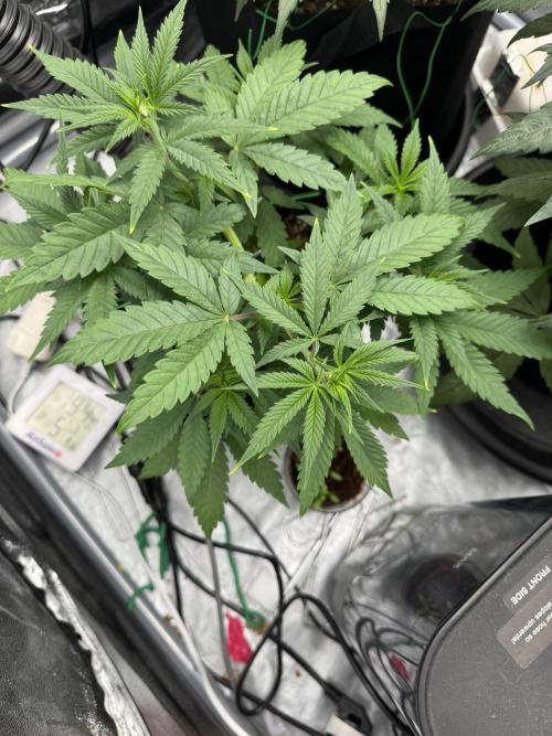 3 different strains. Week 6 - Apple Crumble