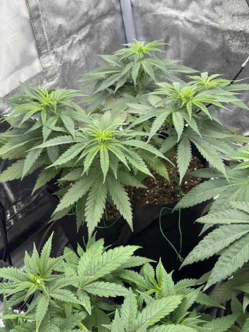 3 different strains. Week 6 - Marshmallow OG