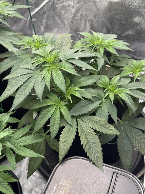 3 different strains. Week 6 - Night Terror OG