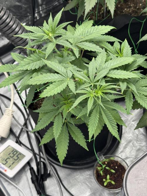 3 different strains. Week 6 - Apple Crumble