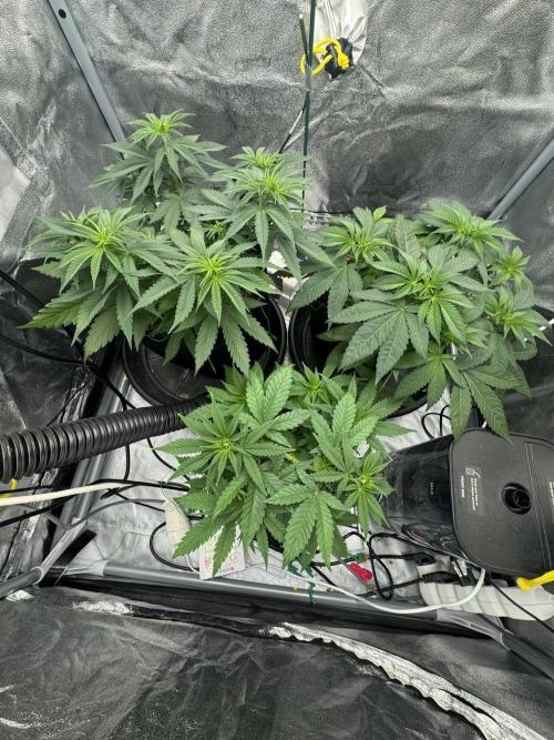 3 different strains. Week 6 - all 3