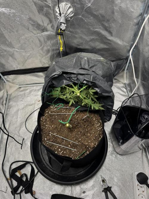 3 different strains. Week 7