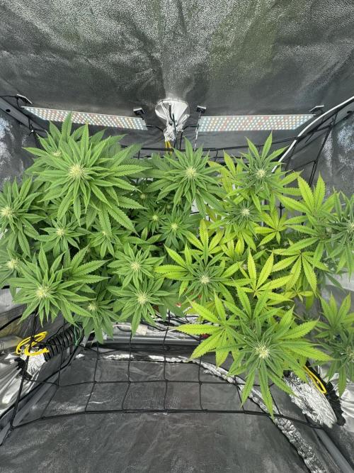 3 different strains. Week 11 - Night Terror OG + Apple Crumble