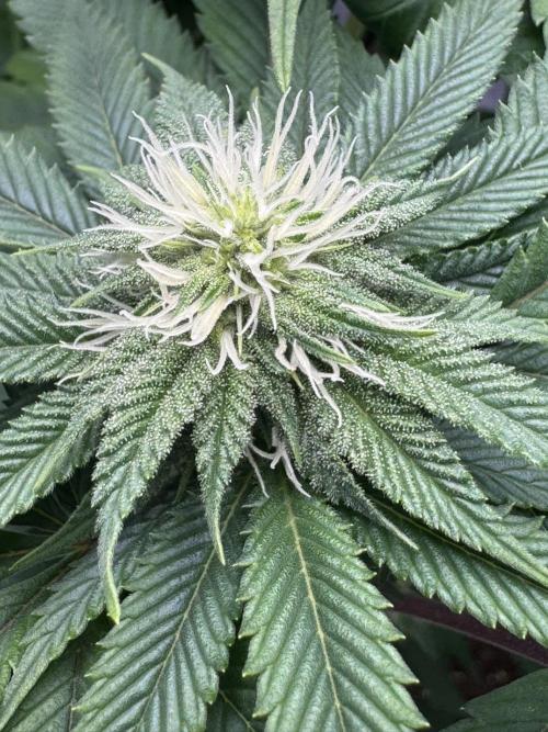 3 different strains. Week 11 - Night Terror OG