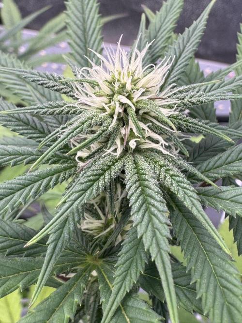 3 different strains. Week 11 - Apple Crumble